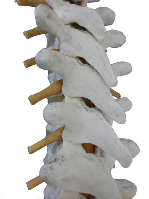 脊椎の模型
